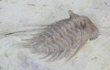 Spiny Kettneraspis Trilobite - Oklahoma #43792-3